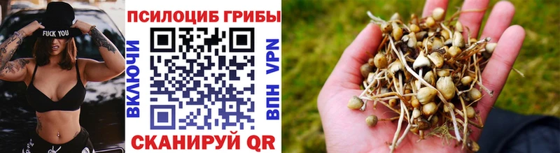 KRAKEN рабочий сайт  Ивангород  Галлюциногенные грибы Psilocybine cubensis 